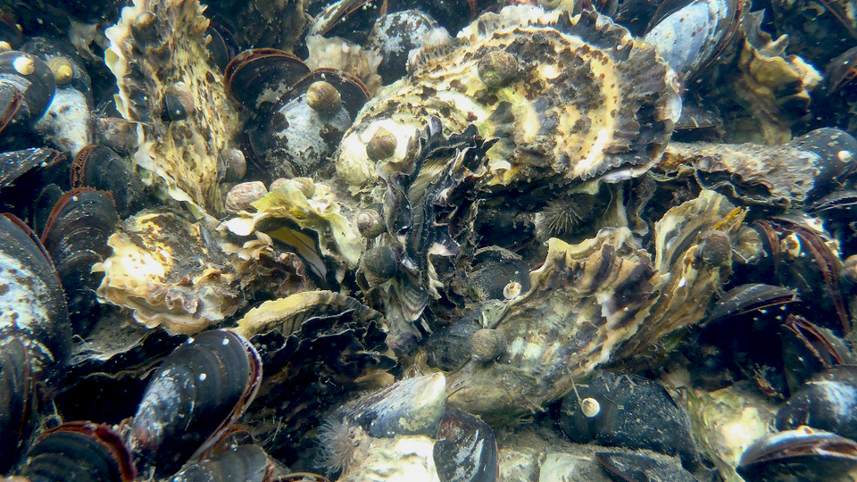 ostron och musslor