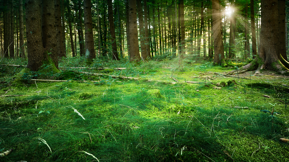 Sunburst in natural Spruce Forest - Fairytale Mood