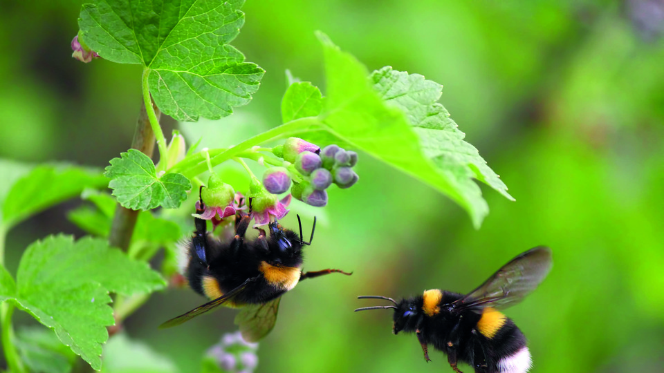 Two bumblebees, one sitting on the flowerbud and one flying next to it. Green  leaves in the background.