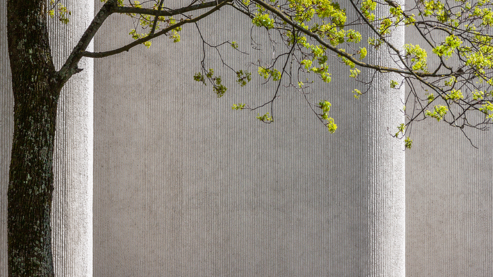 Green tree in springtime against background of concrete building wall