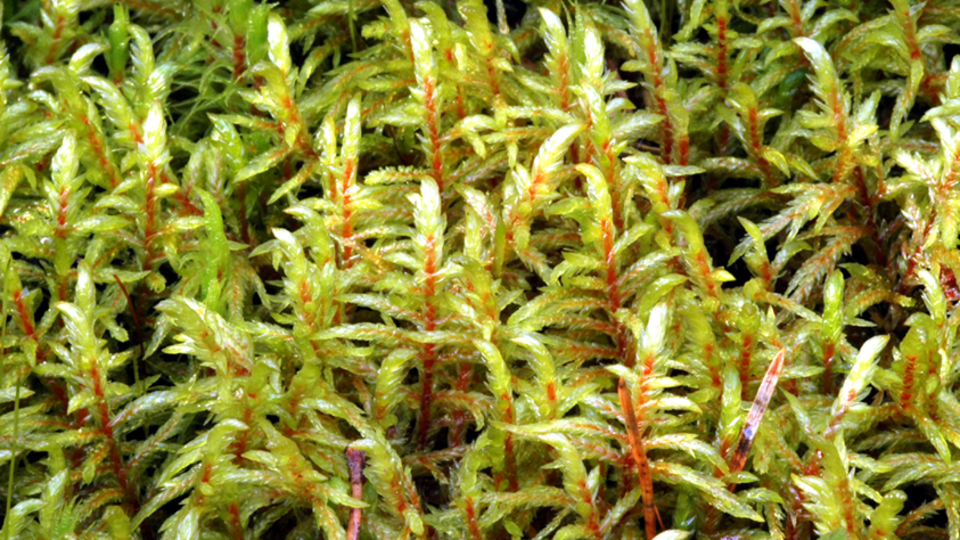 green wall moss