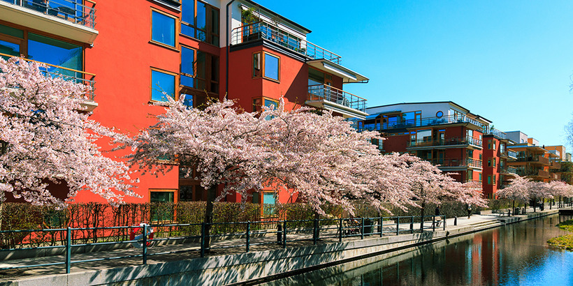 Lägenhet utanför blommande körsbärsträd i Stockholms stad,