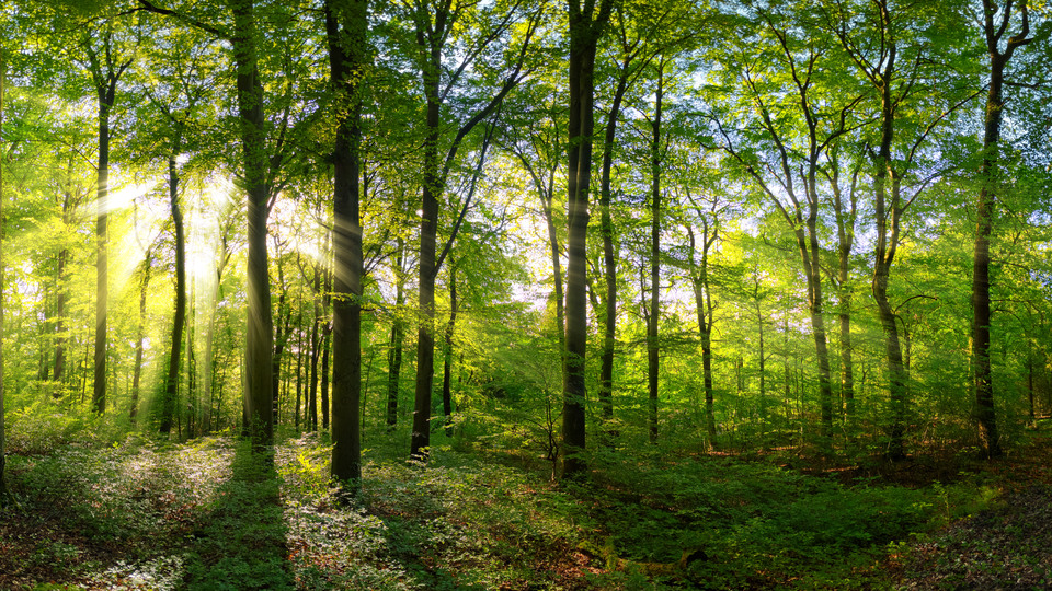 Panorama av en grön skog av lövträd med solen som kastar sina ljusstrålar genom lövverket.